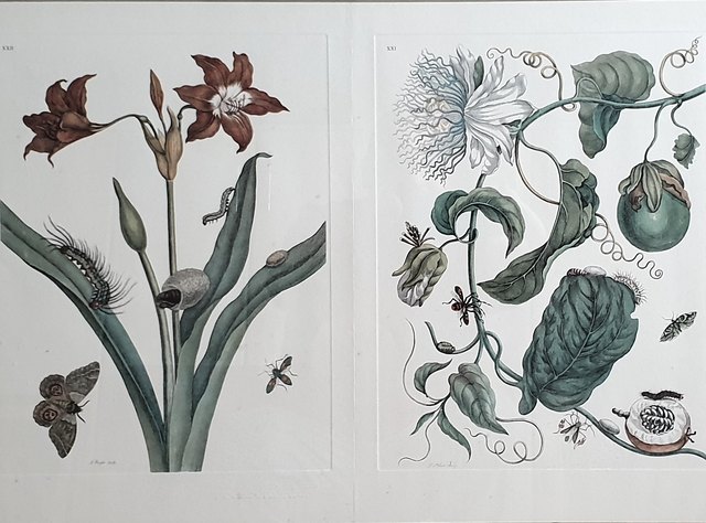 Maria Sibylla MARİAN — Baskı / edisyon, 45 × 65 cm, 